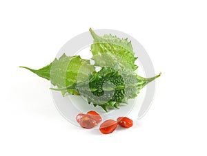Bittermelon isolated on white background