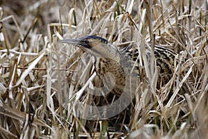 Bittern, Botaurus stellaris