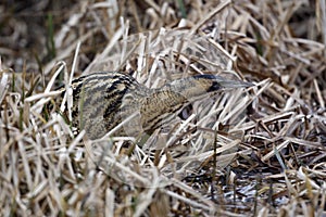 Bittern, Botaurus stellaris