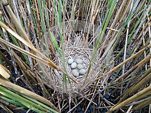 Bittern Botaurus stellaris.