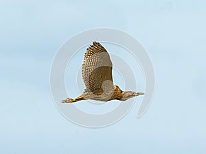 Bittern - Botaurus stellaris - in flight flying