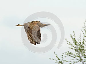 Bittern - Botaurus stellaris - in flight flying