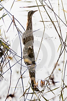 Bittern (Botaurus stellaris) with neck outstretched and reflection.