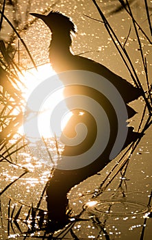 Bittern (Botaurus stellaris) silhouetted amongst reeds