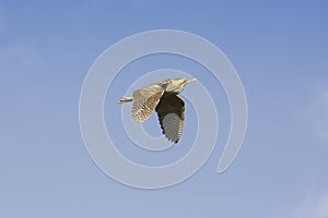 Bittern in flight (Botaurus stellaris)