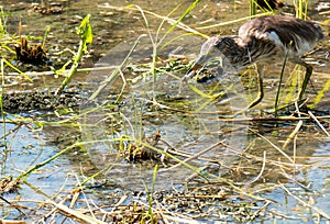 Bittern with frog