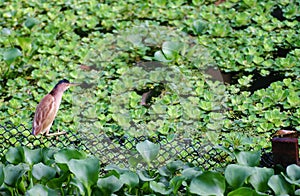 Bittern waiting by pond