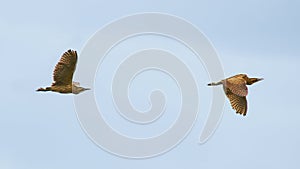 Bitterns - Botaurus stellaris - pair in flight flying