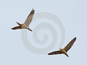 Bitterns - Botaurus stellaris - pair in flight flying