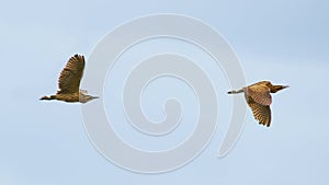 Bitterns - Botaurus stellaris - pair in flight flying photo