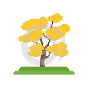 Bitternut Hickory tree icon vector sign and symbol isolated on w