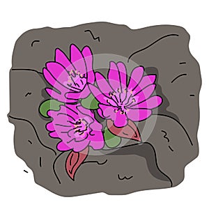 Bitterroot blossom illustration vector isolated photo