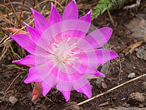 Bitterroot Flower at the National Bison Range in Montana USA