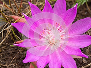 Bitterroot Flower at the National Bison Range in Montana USA