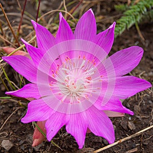 Bitterroot Flower at the National Bison Range in Montana USA