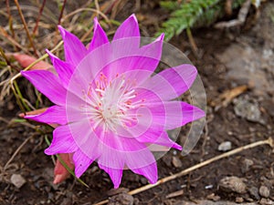 Bitterroot Flower at the National Bison Range in Montana USA