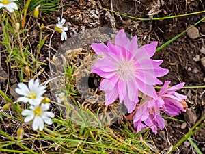 Bitterroot Flower at the National Bison Range in Montana USA