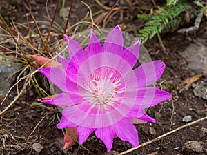 Bitterroot Flower at the National Bison Range in Montana USA