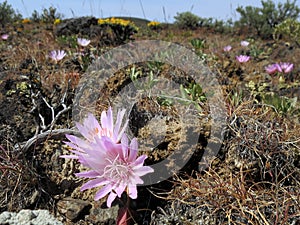 Bitterroot Flowers in the Desert