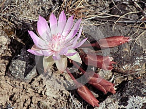 Bitterroot - Lewisia rediviva