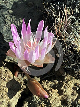 Bitterroot - Lewisia rediviva photo