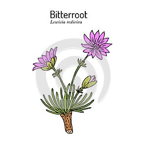 Bitterroot Lewisia rediviva , Official State Flower of Montana photo