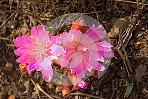 Bitterroot Lewisia rediviva Pink Wildflowers