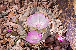 Bitterroot Lewisia rediviva, the state flower of Montana; blooming in spring in Pinnacles National Park, California photo