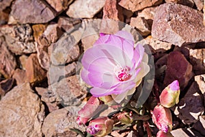 Bitterroot Lewisia rediviva, the state flower of Montana; blooming in spring in Pinnacles National Park, California photo