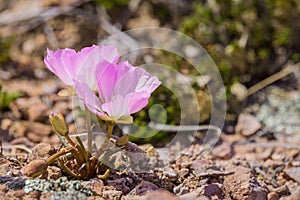 Bitterroot Lewisia rediviva, the state flower of Montana; blooming in spring in Pinnacles National Park, California