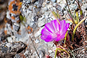 Bitterroot Lewisia rediviva, the state flower of Montana; blooming in spring in Santa Cruz mountains, south San Francisco bay