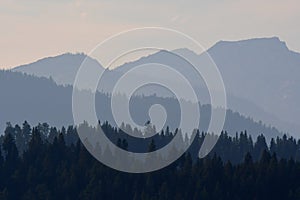 Bitterroot Mountains and Pine Trees. Montana.