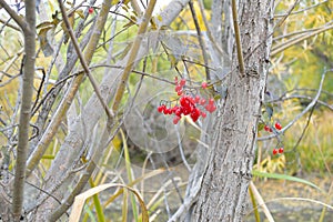 Bittersweet bush red berries