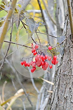 Bittersweet bush red berries