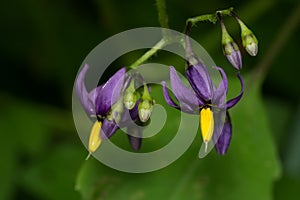 Bittersweet Nightshade - Solanum dulcamara