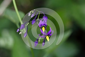 Bittersweet nightshade (Solanum dulcamara)