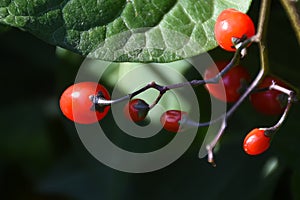 Bittersweet Nightshade Solanum dulcamara Berries