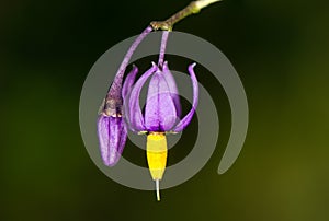 Bittersweet nightshade (Solanum dulcamara) flower