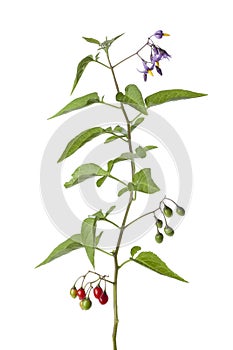 Bittersweet plant with flowers and berries