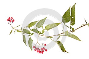 Bittersweet Solanum dulcamara branch with red berries and green leaves isolated on white background