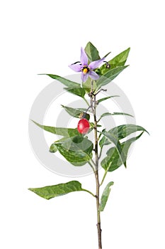 Bittersweet (Solanum dulcamara) isolated on white