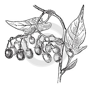 Bittersweet or Solanum dulcamara, vintage engraving