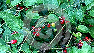 Bittersweet Solanum medicinal plant, closeup of the berries