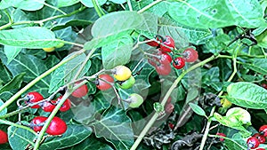 Bittersweet Solanum medicinal plant, closeup of the berries