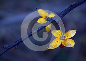 Bittersweet Vine Solanum Dulcamara