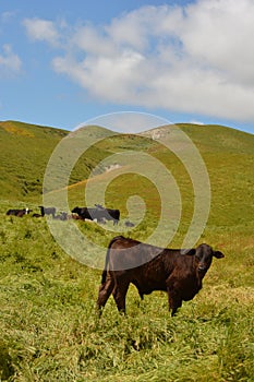 Bitterwater road spring scenic - happy cows photo