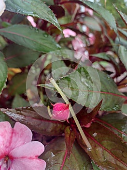 A bitty pink bud