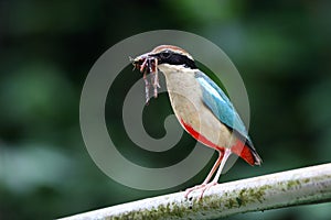 Biue-Winged Pitta