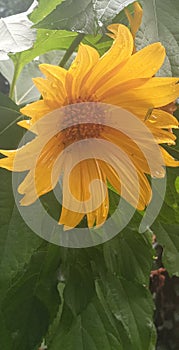 Biuti full flour srilanka