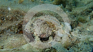 Bivalve mollusc noble pen shell or fan mussel (Pinna nobilis) undersea, Aegean Sea, Greece, Thasos island